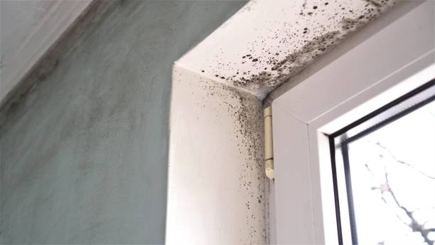 Best Industrial Mold Remediation  in West Covina, CA