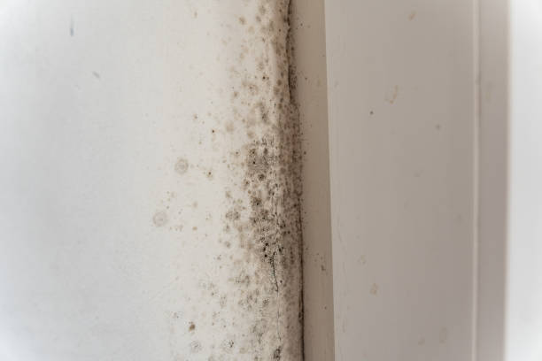 Professional Mold Removal in West Covina, CA