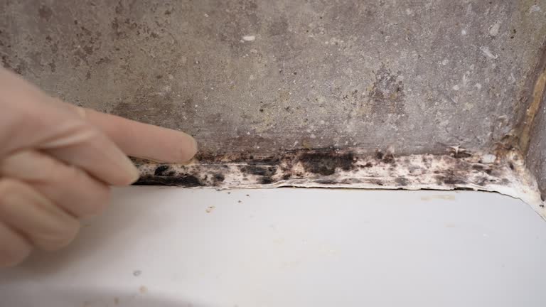 Best Emergency Mold Remediation  in West Covina, CA