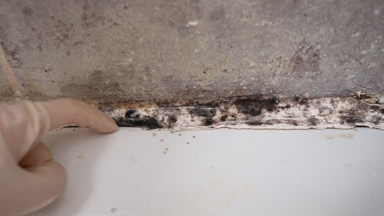 Best Water Damage & Mold Remediation  in West Covina, CA